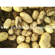 Fresh New Crop Potato Good Quality de Shandong